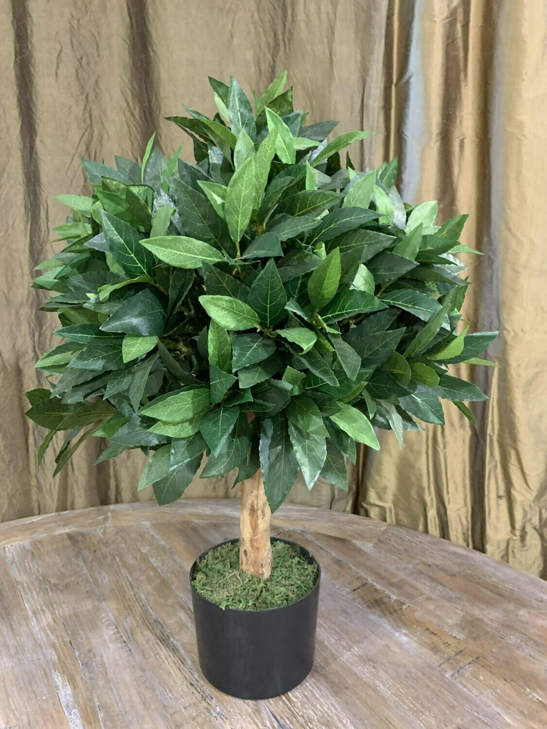 Bay Laurel Tree
