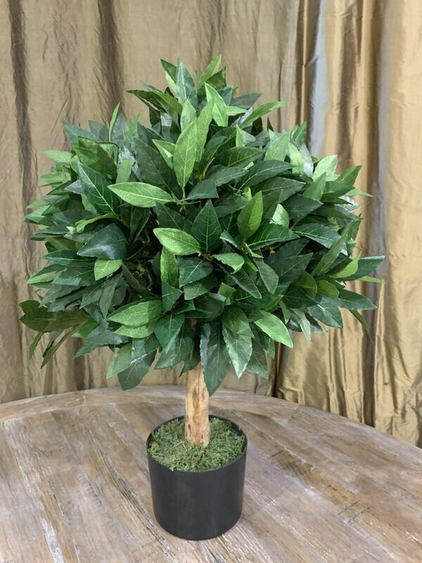 Bay Laurel Tree