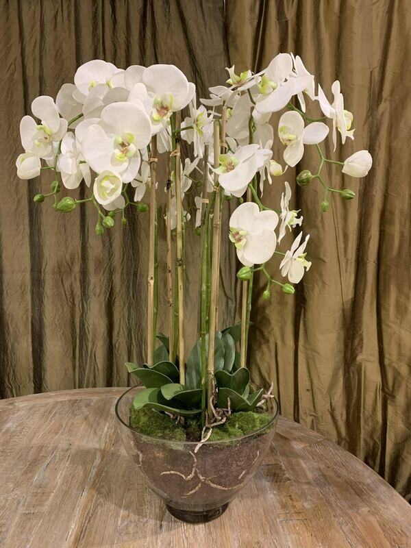 Large White Orchid in Glass Pot