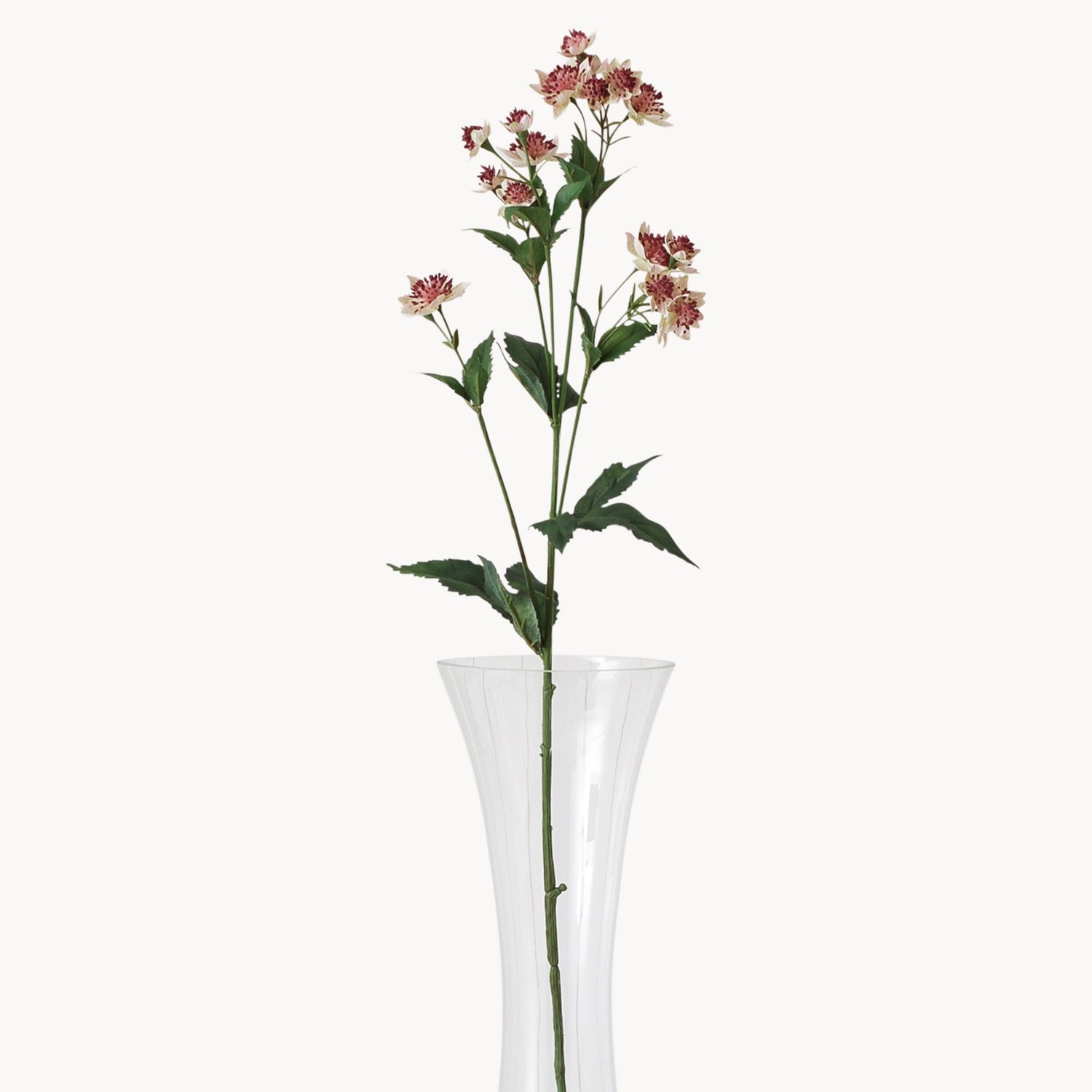 Sunbury Pink Astrantia