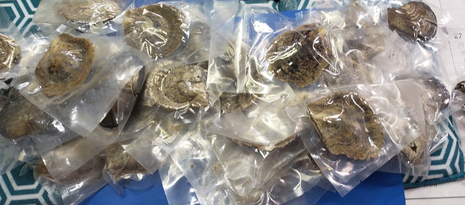Mixed lot oysters