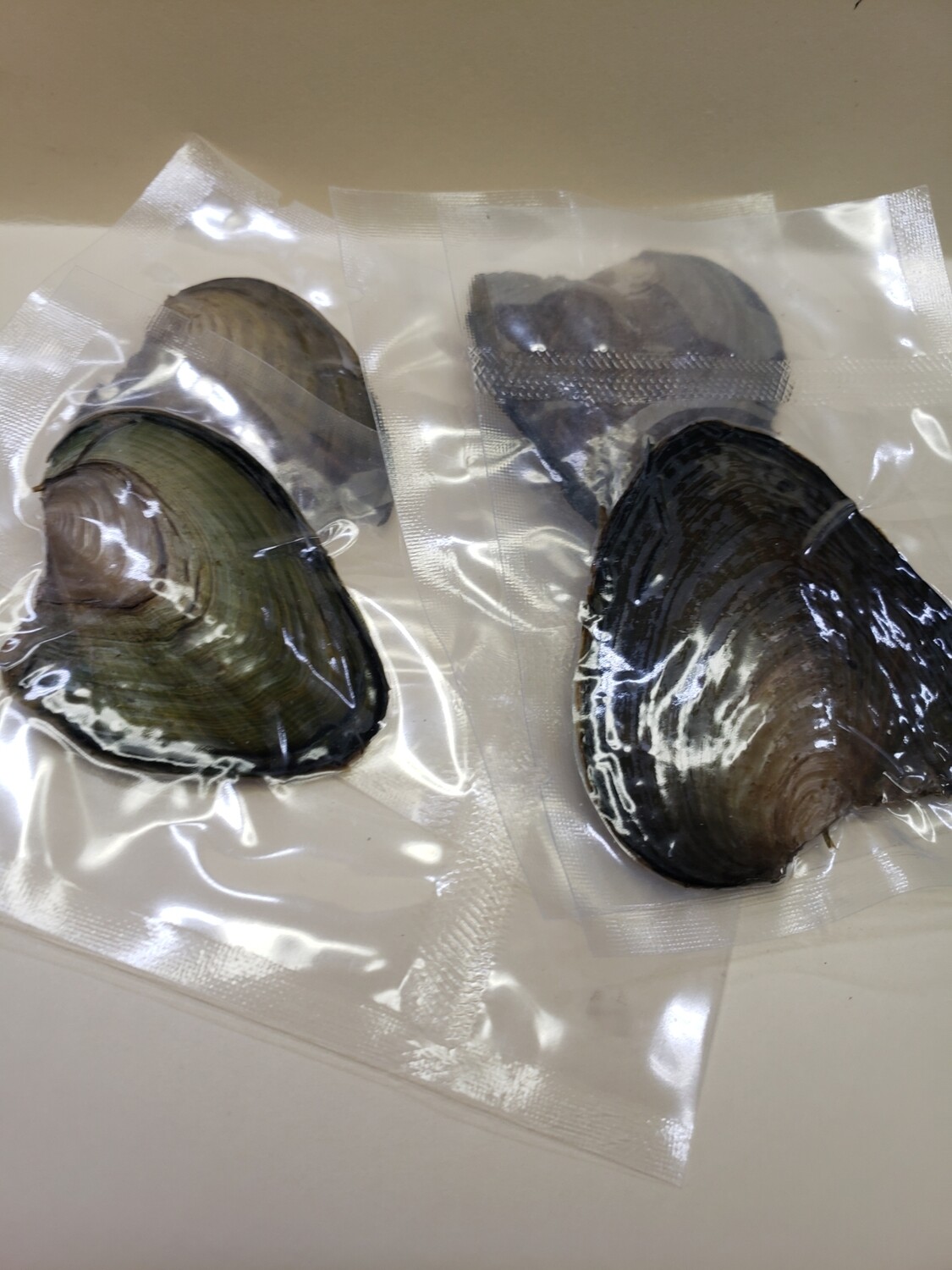 Itty Bitty pearl oysters