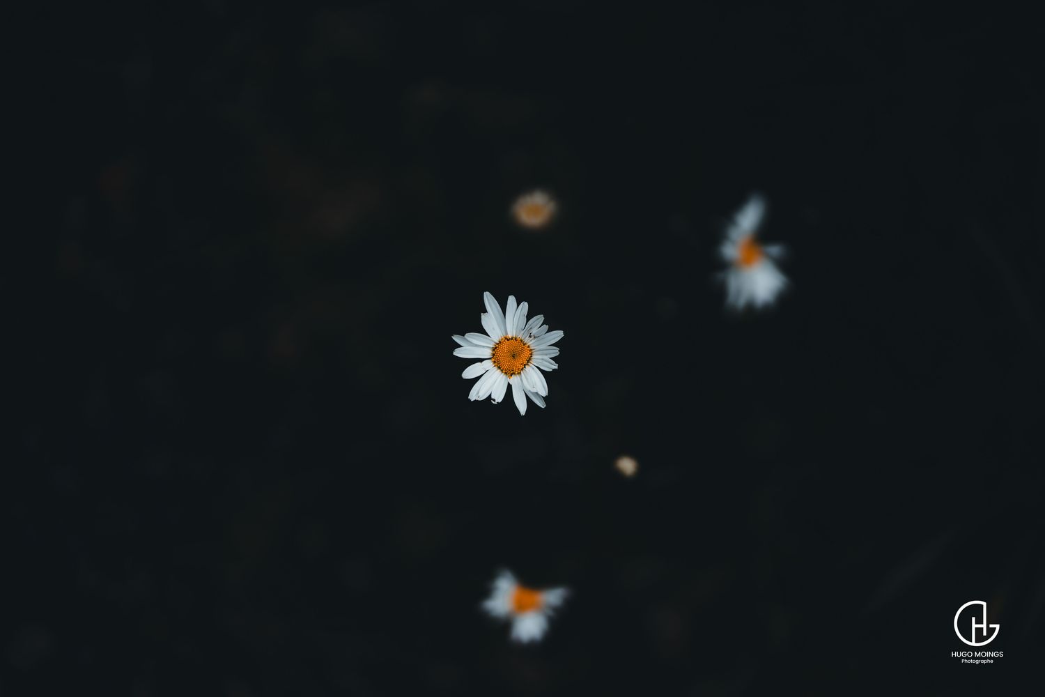 Marguerite en Suspension – Tirage Photo