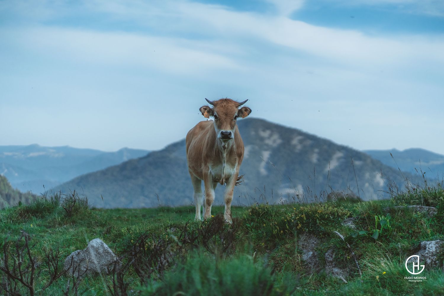 Vache au Mont Mézenc – Tirage Photo