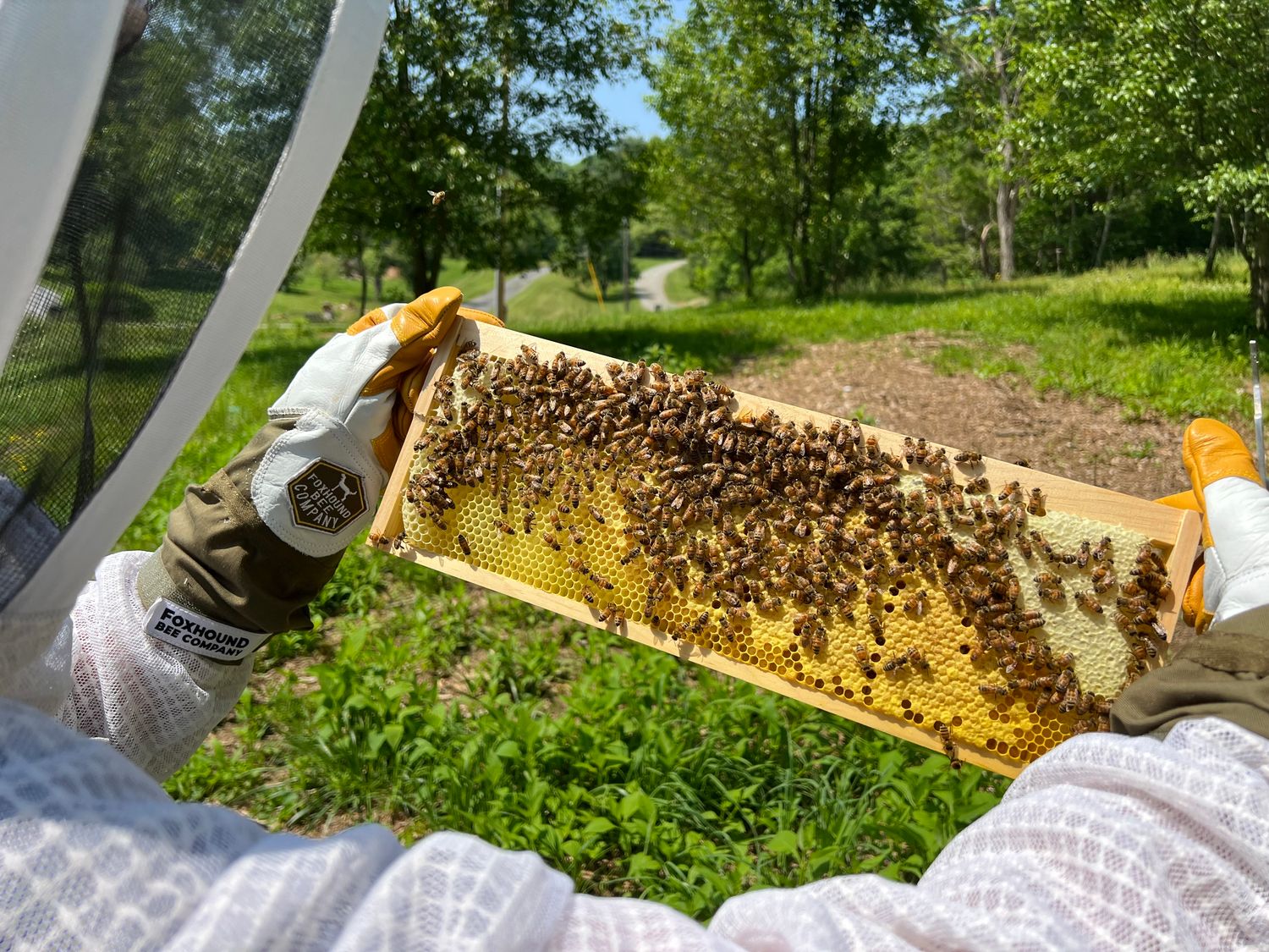 Honey Bee Experience (price per person)