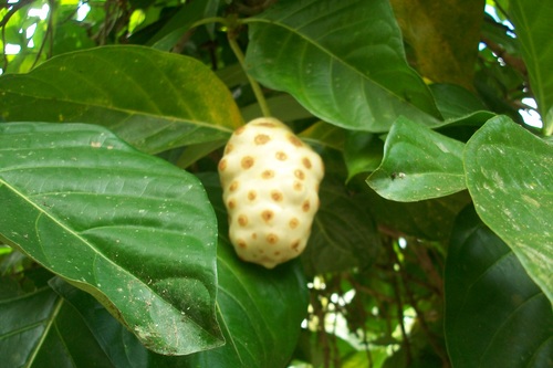 Noni juice - One half gallon