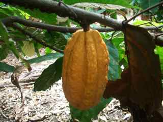 Raw wild organic cacao