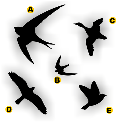 Vogelbescherming stickers set 5 vogels