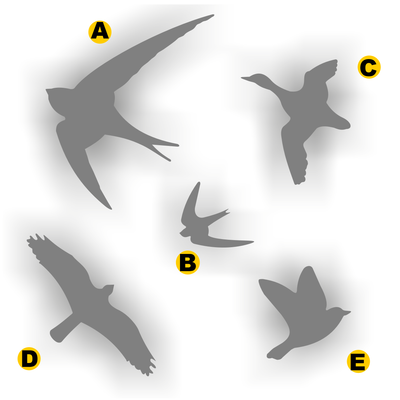 Vogelbescherming stickers set 5 vogels