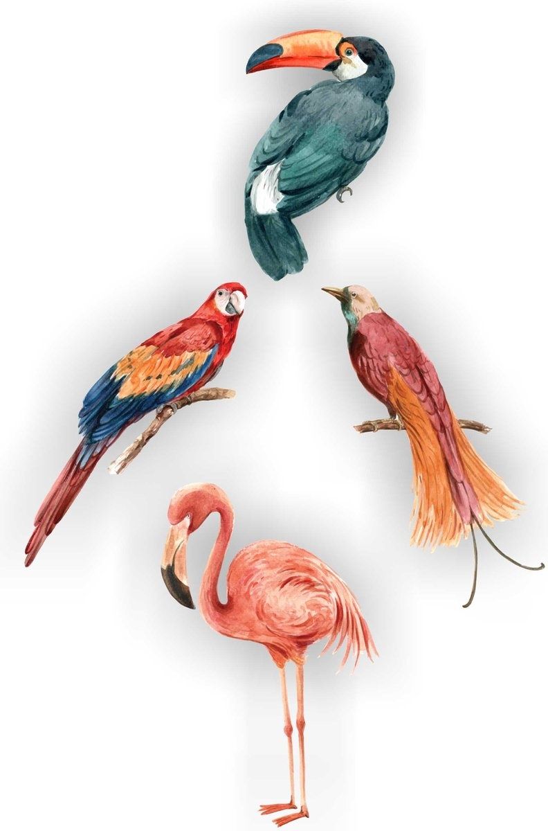 Vogelbescherming  4 tropische vogels raamstickers