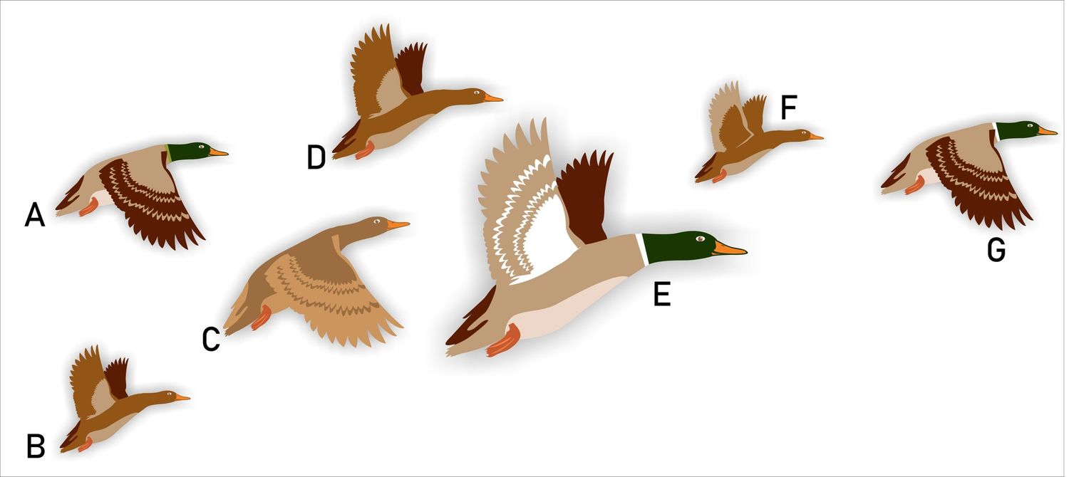 Vogelraamstickers eenden