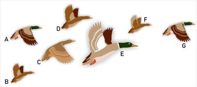 Vogelraamstickers eenden