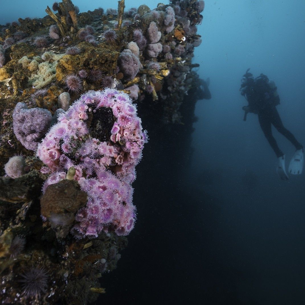 Wreck Diver Specialty Course