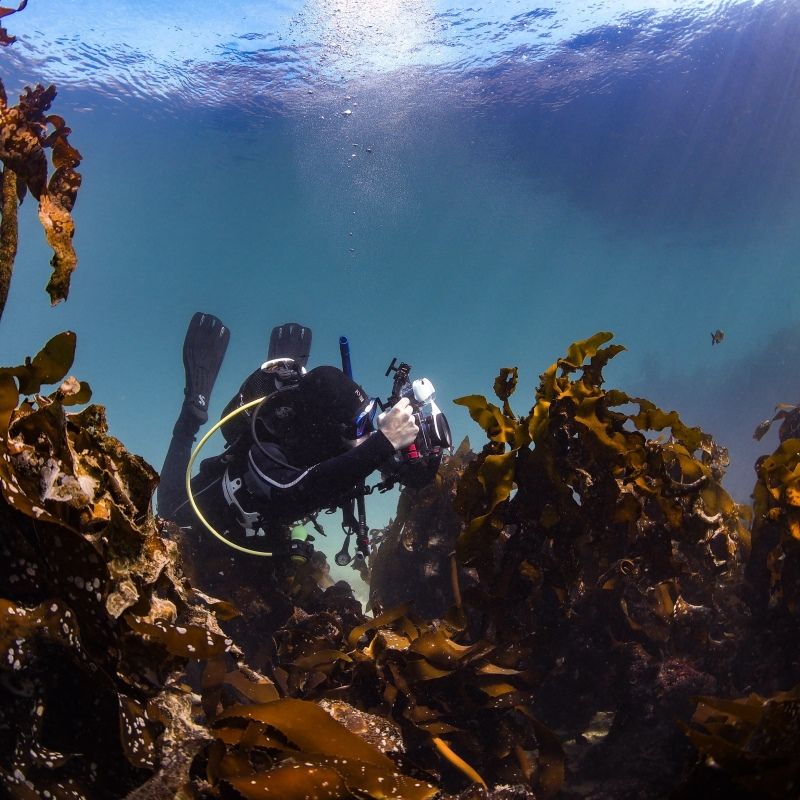 Digital Underwater Photographer Course Digital Underwater Photographer Course