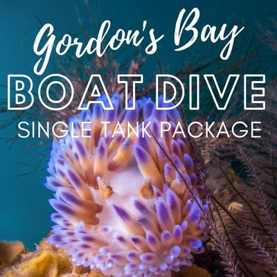 Gordon's Bay Boat Dive (Single) Package 