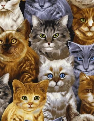 Kiddy cats