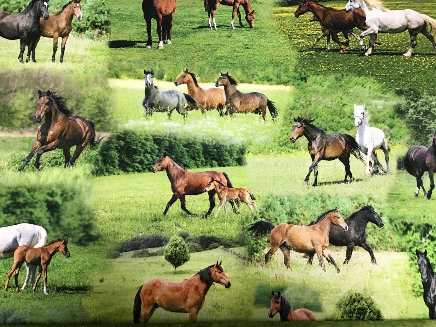 Tiffy Horses 2
