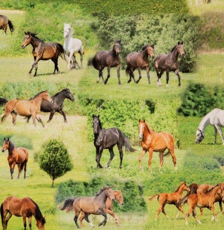 Tiffy Horses