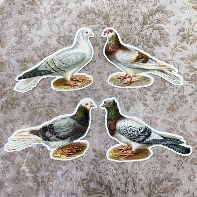 pigeon stickers set (2 sizes)