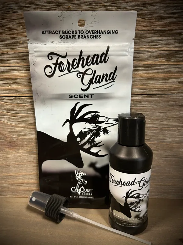 Conquest Forehead Gland Scent
