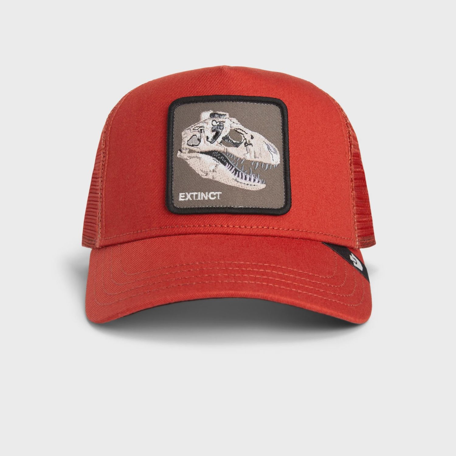 GB 101-2425 the extinct skull