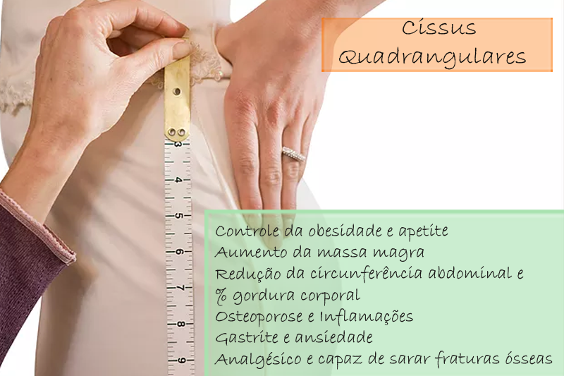 Cissus Quadrangulares extrato seco 150mg - Cápsula Cissus Quadrangulares extrato seco 150mg - Cápsula