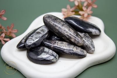 Orthoceras zaksteen 10-15g