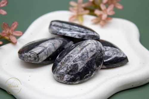 Orthoceras Zaksteen 15-20g