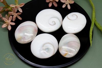Oog van Shiva wit 8-15g