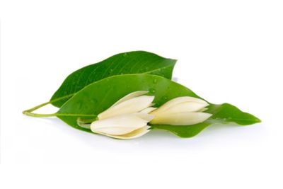 De Groene Linde - Chempaka White (Enkelvoudige) Etherische Olie 10ml