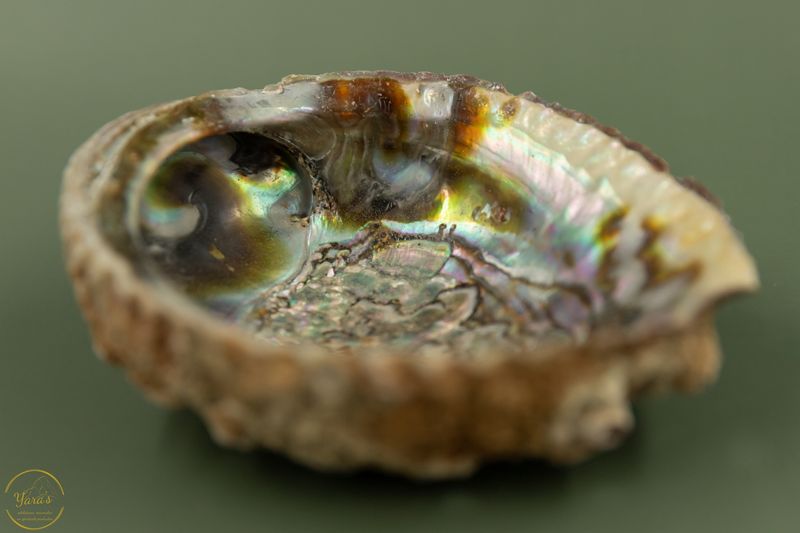Abalone Schelp Paua