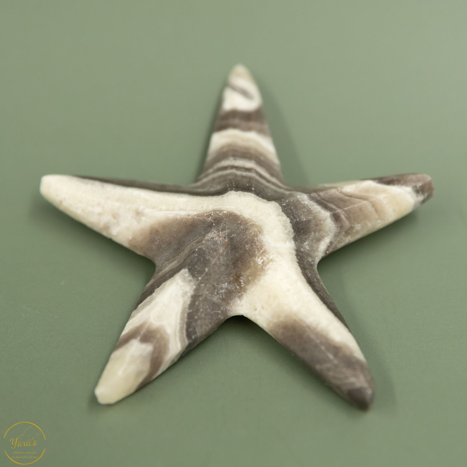 Zebra Calciet zeester - 39 gram