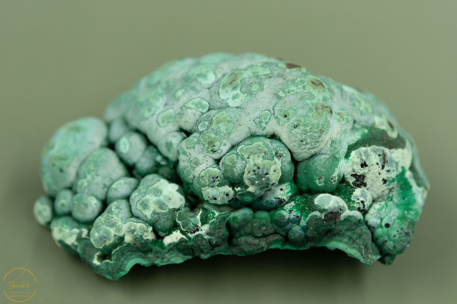 Malacholla ruw - 626 gram