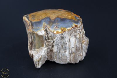 Versteend Hout Stronkje 118 gram