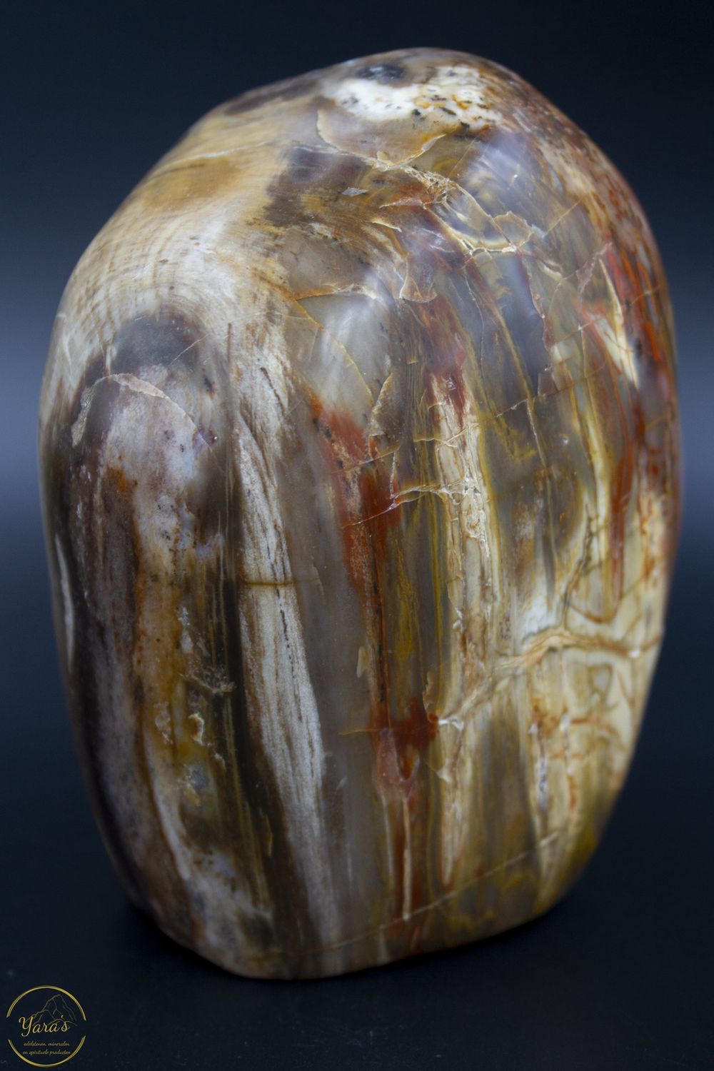Versteend hout 1.358kg