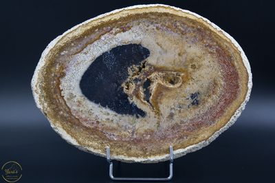 Versteend hout schijf - 1.556 kg