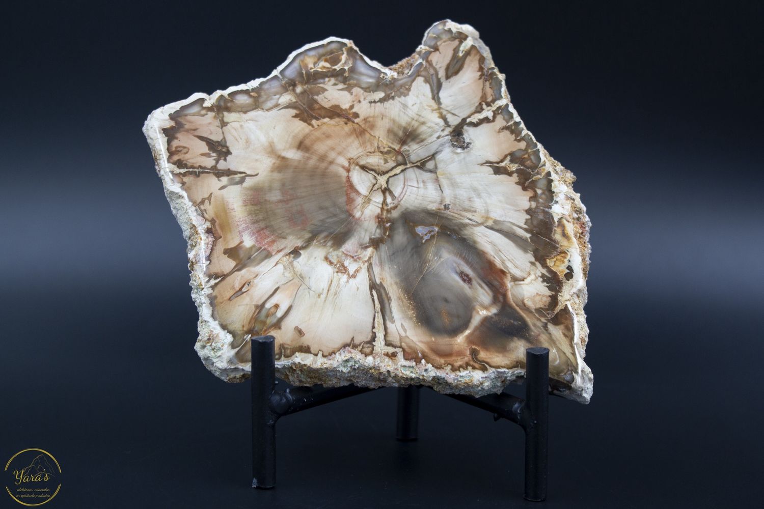 Versteend hout schijf - Madagaskar - 276 gram