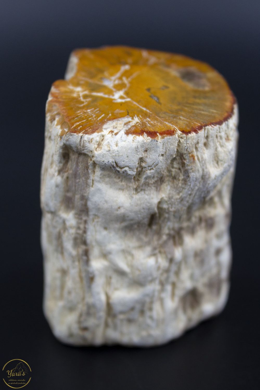 Versteend Hout Stronkje 146 gram