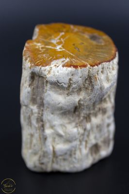 Versteend Hout Stronkje 146 gram