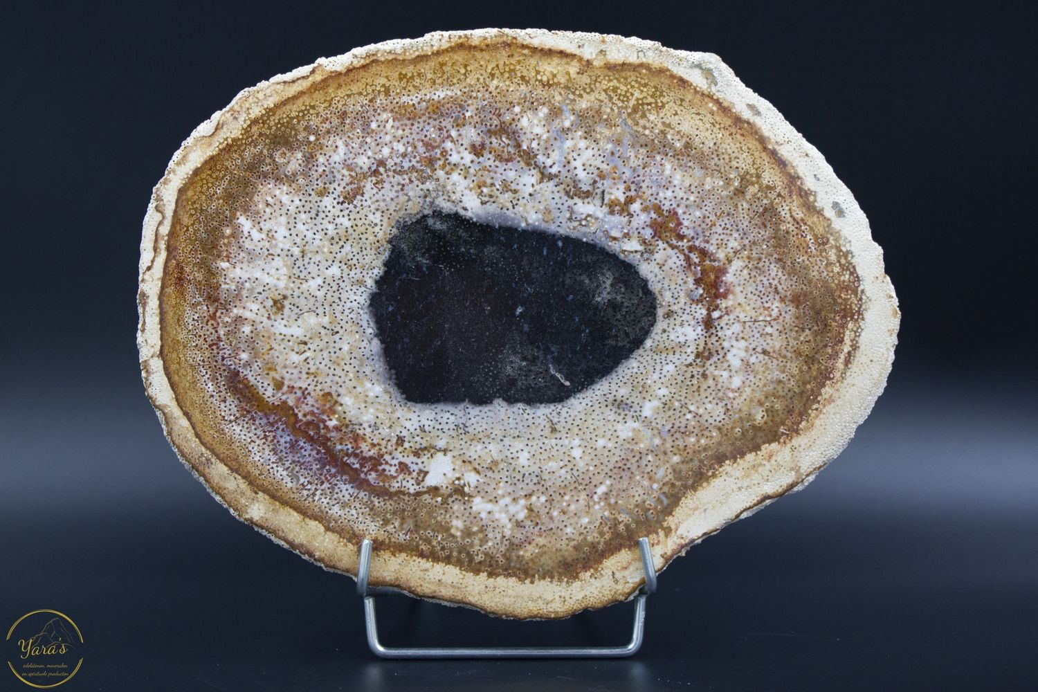 Versteend hout schijf - 1.49 kg