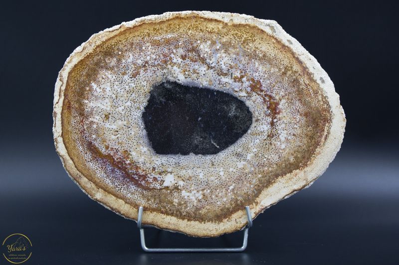 Versteend hout schijf - 1.49 kg