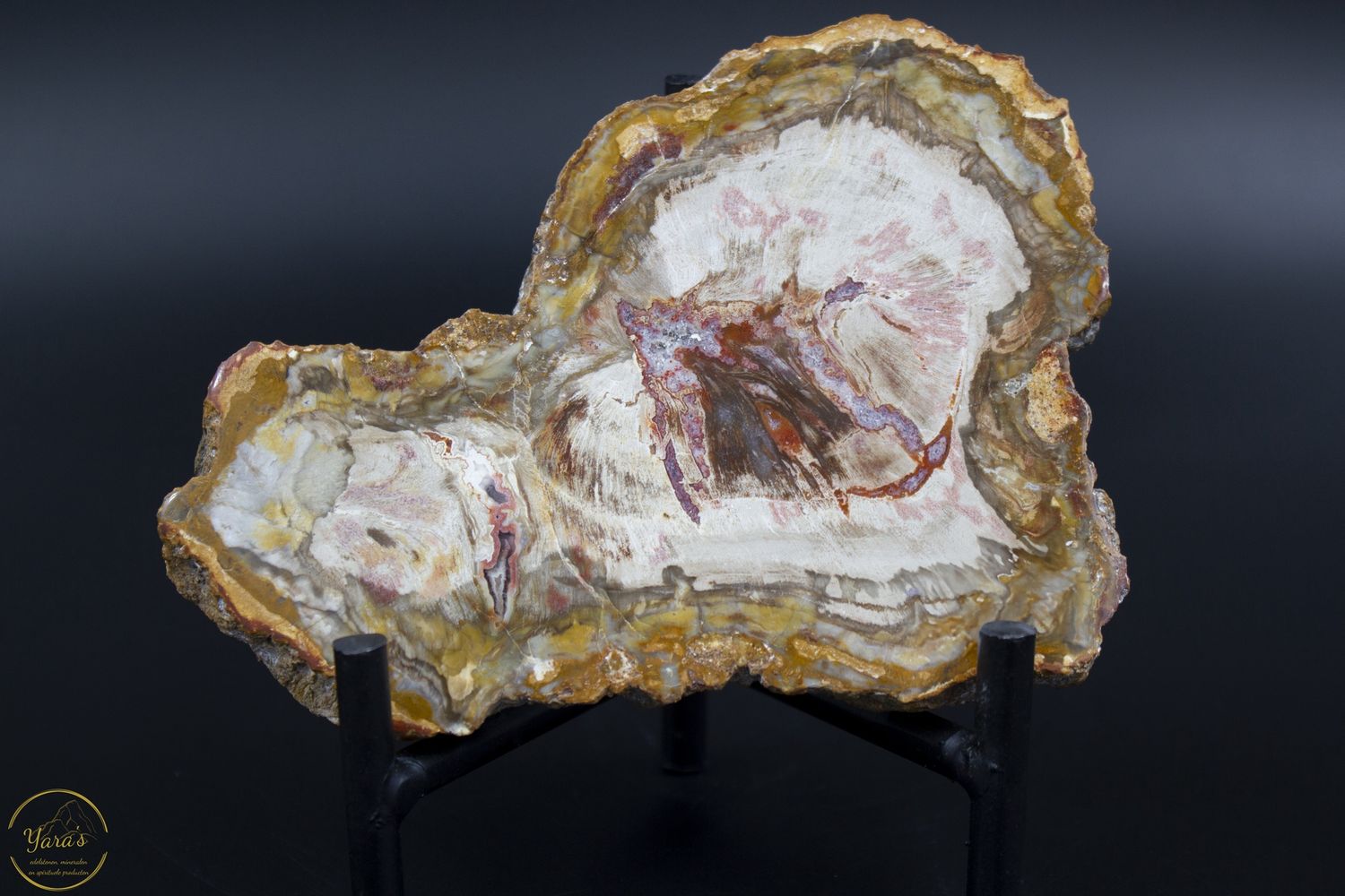 Versteend hout schijf - Madagaskar - 198 gram