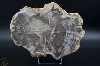 Versteend hout schijf - 1.19 kg