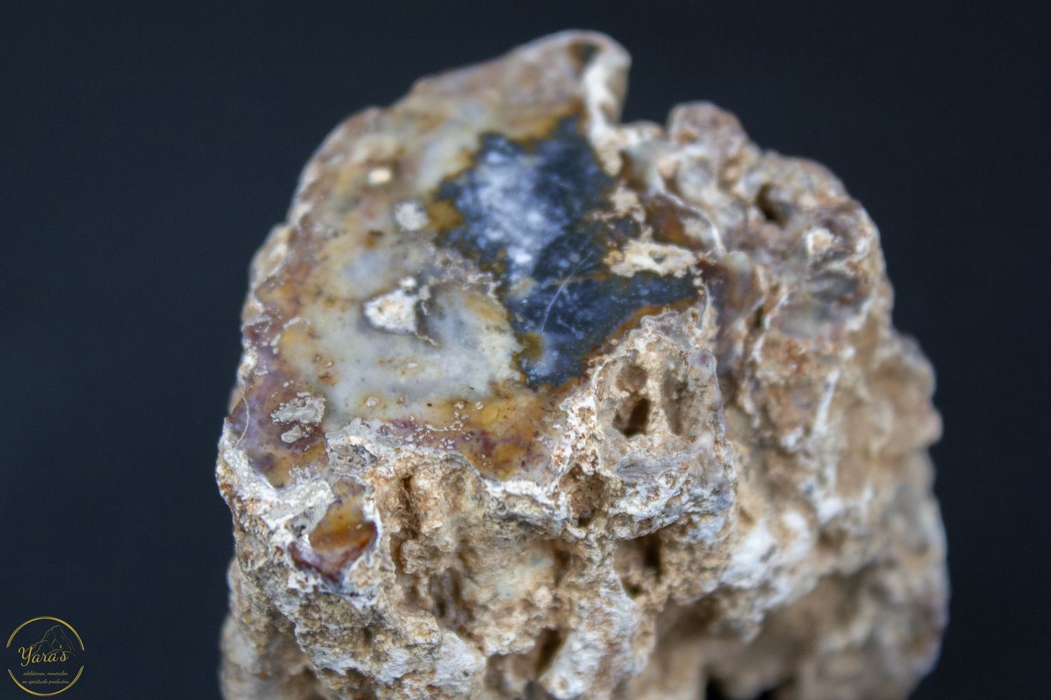 Versteend Hout Stronkje 134 gram