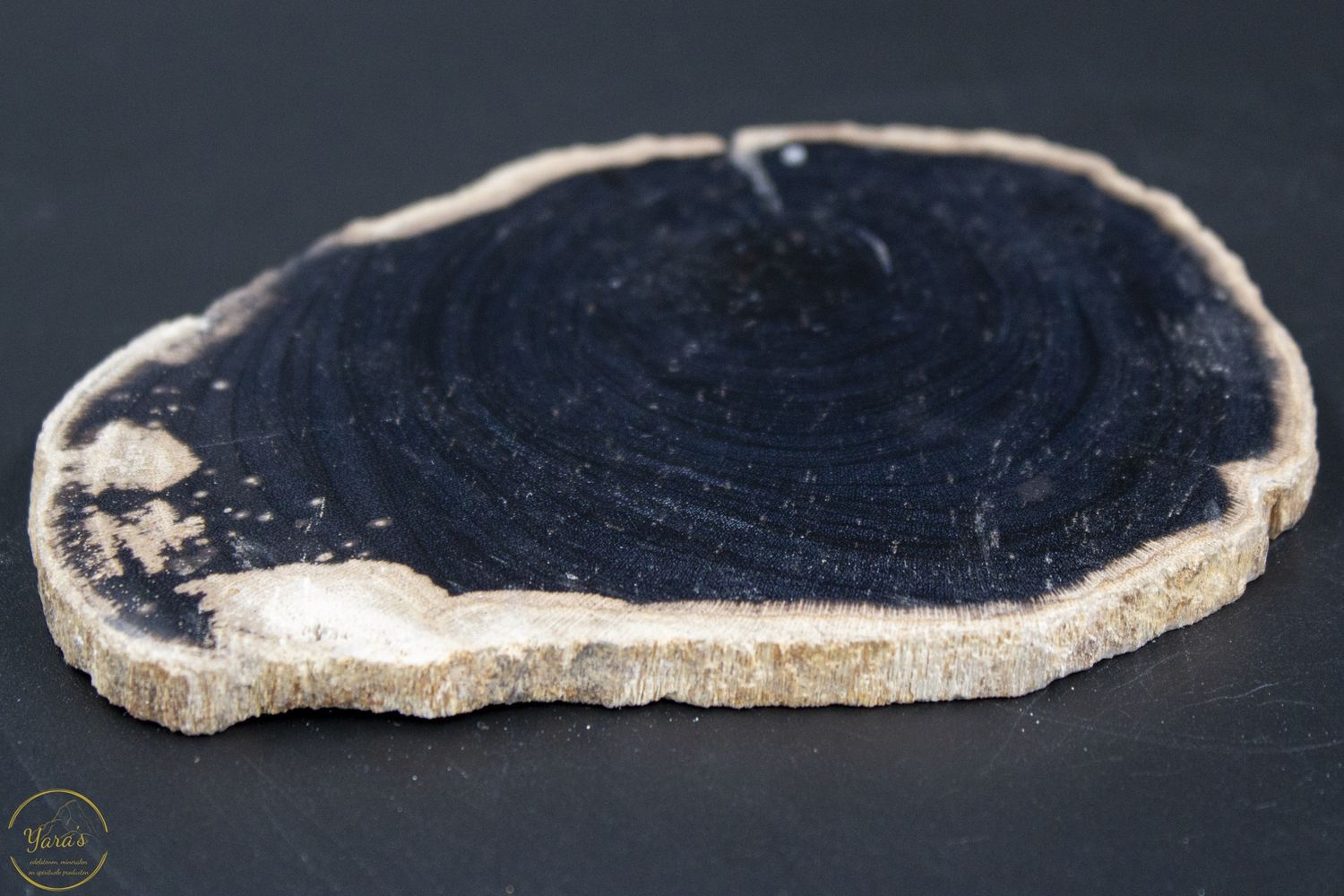 Versteend hout schijf 105g