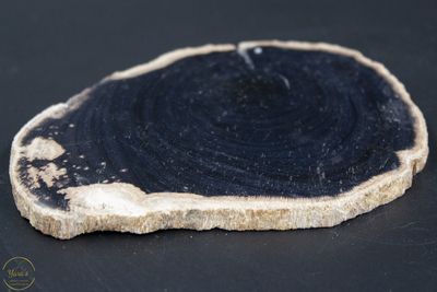 Versteend hout schijf 105g