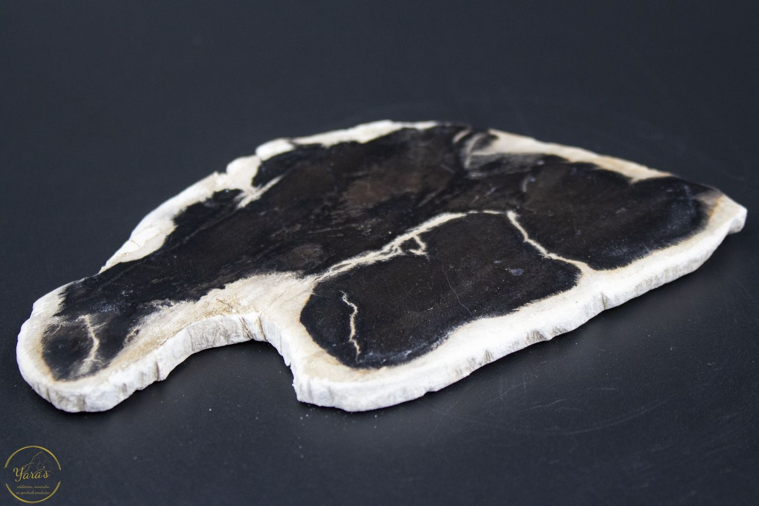 Versteend hout schijf 76 gram