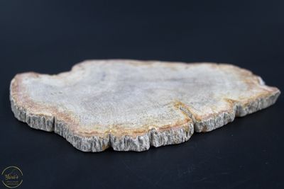 Versteend hout schijf 109g