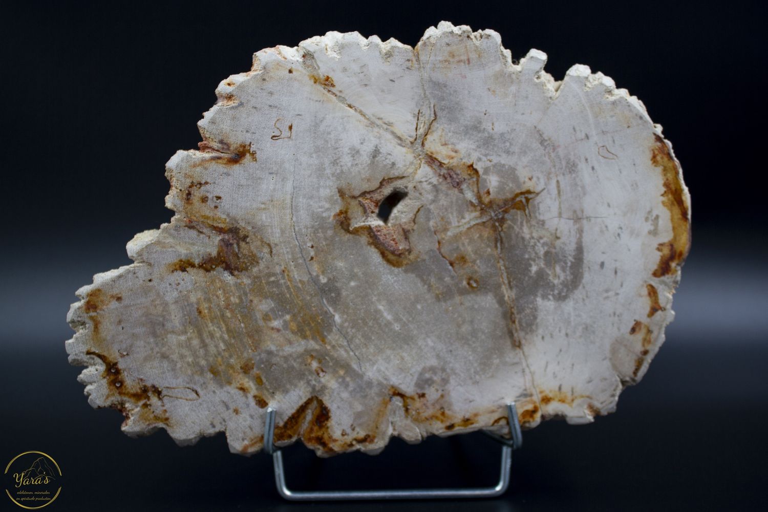 Versteend hout schijf - 1.34 kg