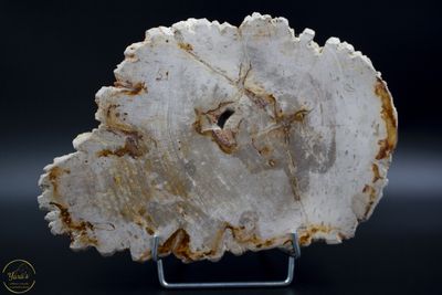 Versteend hout schijf - 1.34 kg